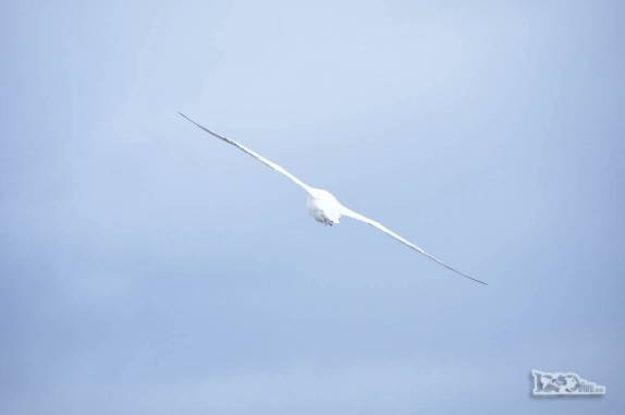 Um Wandering Albatroz, a ave alada com a maior envergadura de asas do mundo, em Prion Island, na Geórgia do Sul